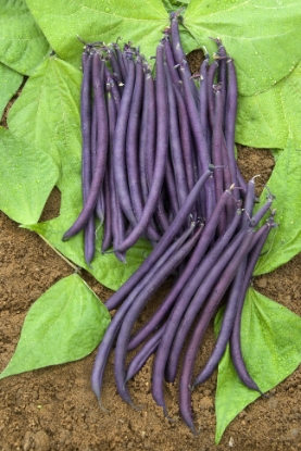 Picture of Dwarf French Bean - Amethyst